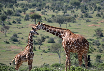 loisaba-giraffen