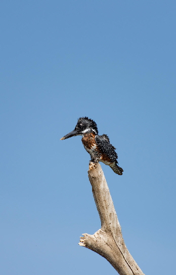 loldia-kingfisher