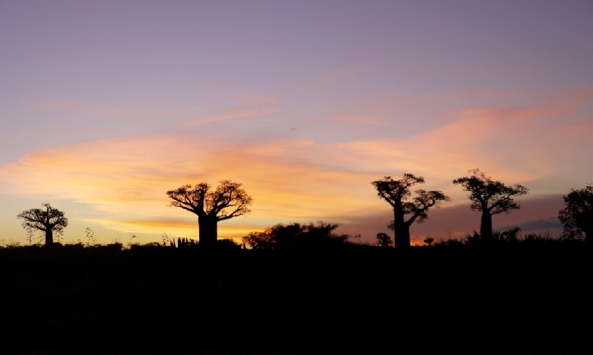 madagaskar- Baobabs