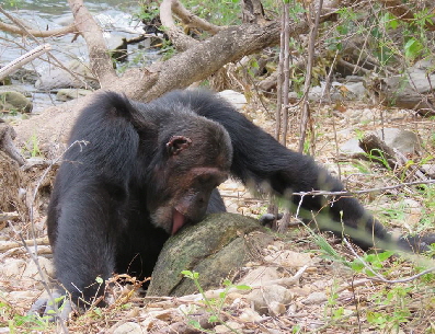 mahale schimpansen lecken steine, Butati