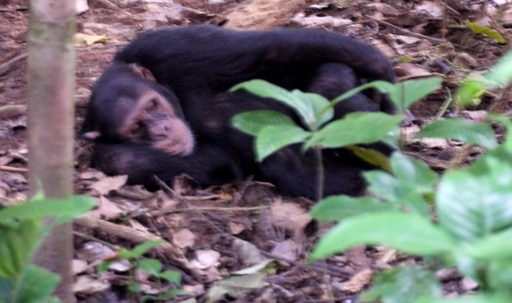 Junger  Schimpanse