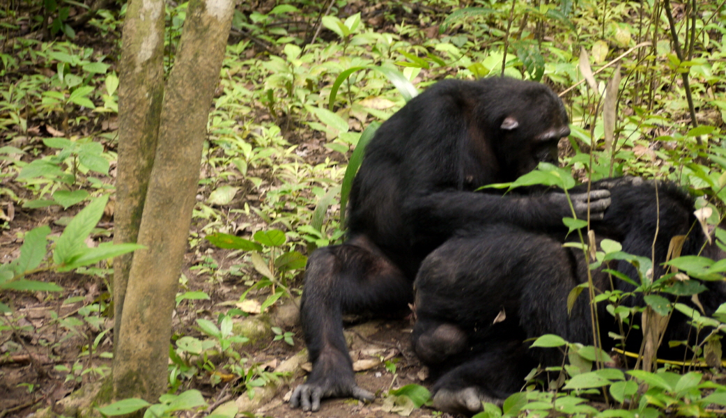 Schimpansen in Mahale 