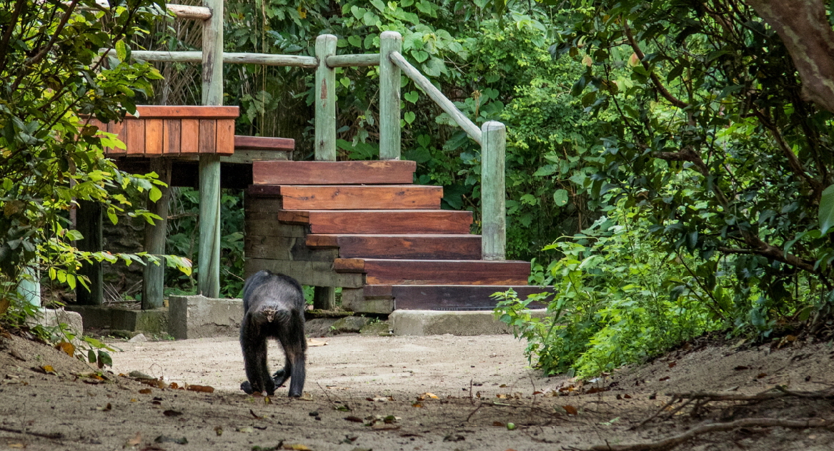 Schimpanse in der Kungwe Beach Lodge 