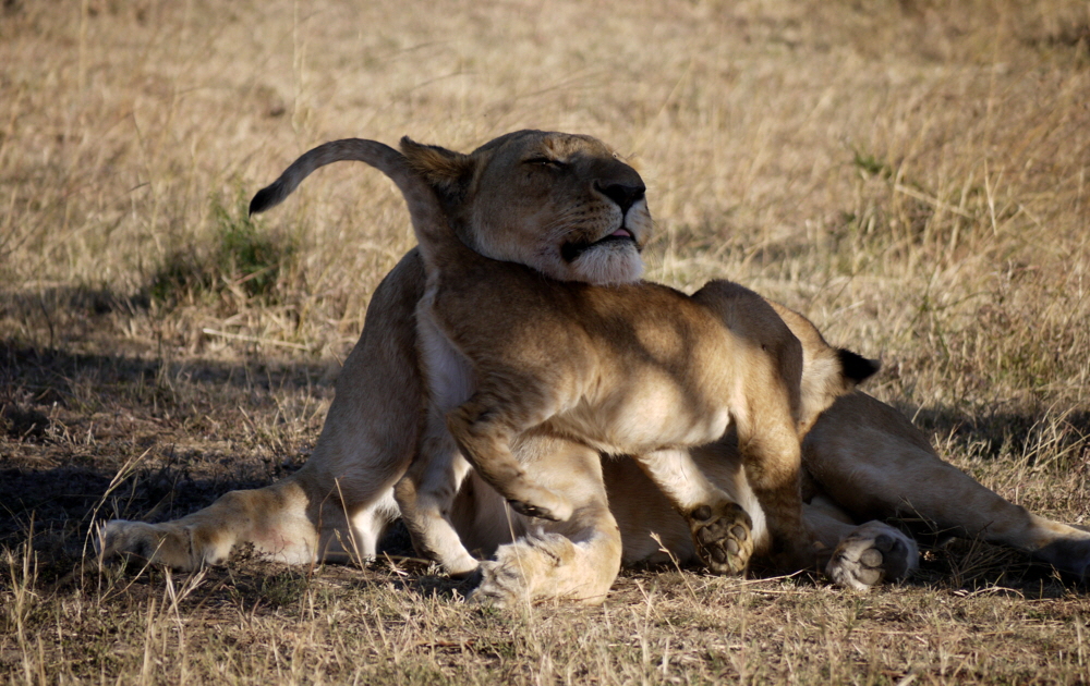 mahali-mzuri-safaricamp-kenia