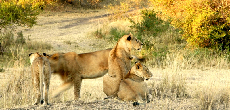 Lwen in der Mara 