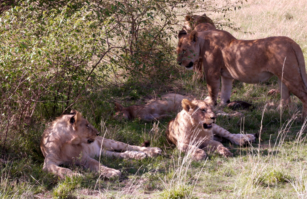 Masai Mara L�wen