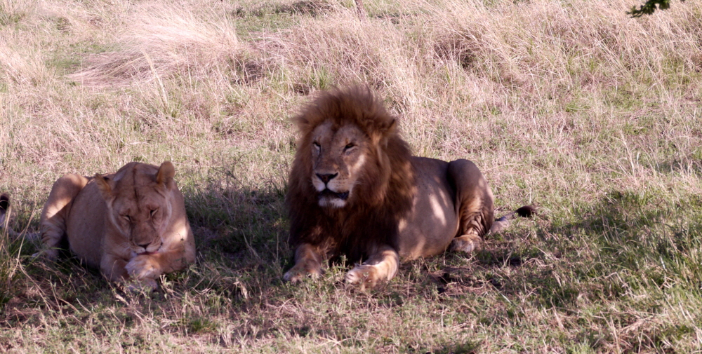 Masai Mara L�wen