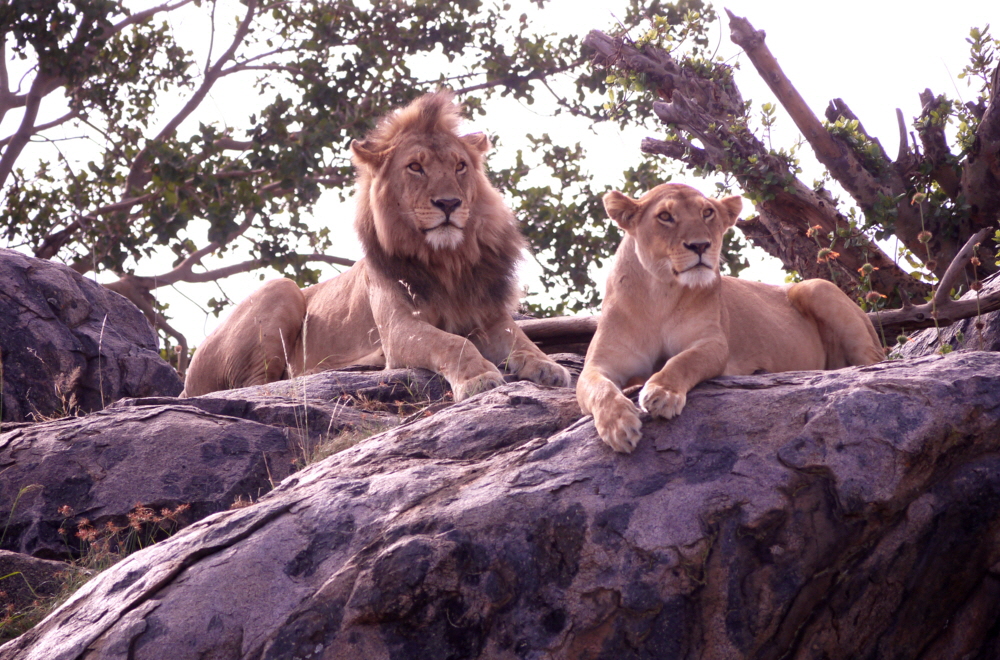 Namiri Plains Serengeti Kopjes mit Löwen