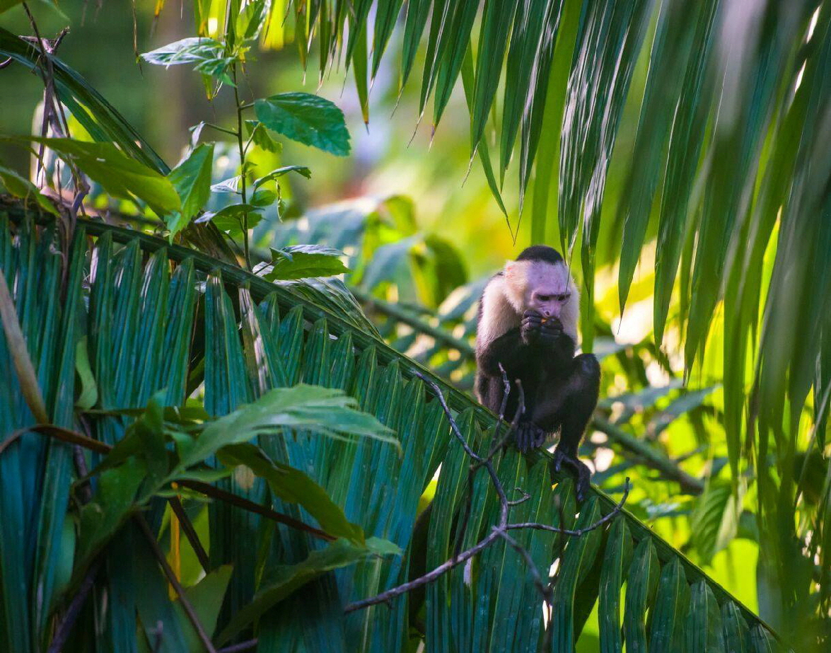 Kapuzineraffe Copa de Arbol Drake bay Corcovado Nationalpark