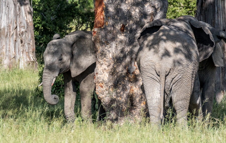 Elefanten und Baobab