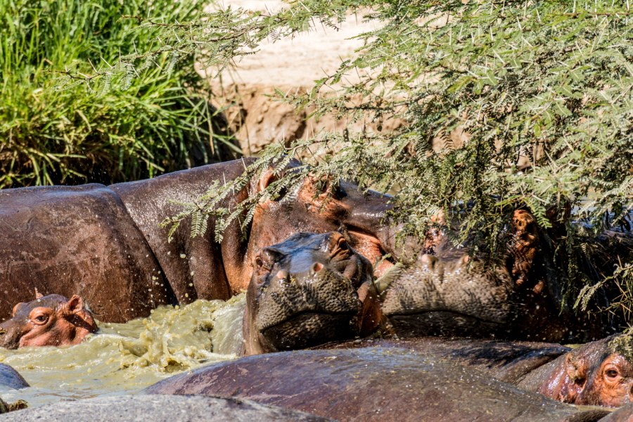 Ruaha safari