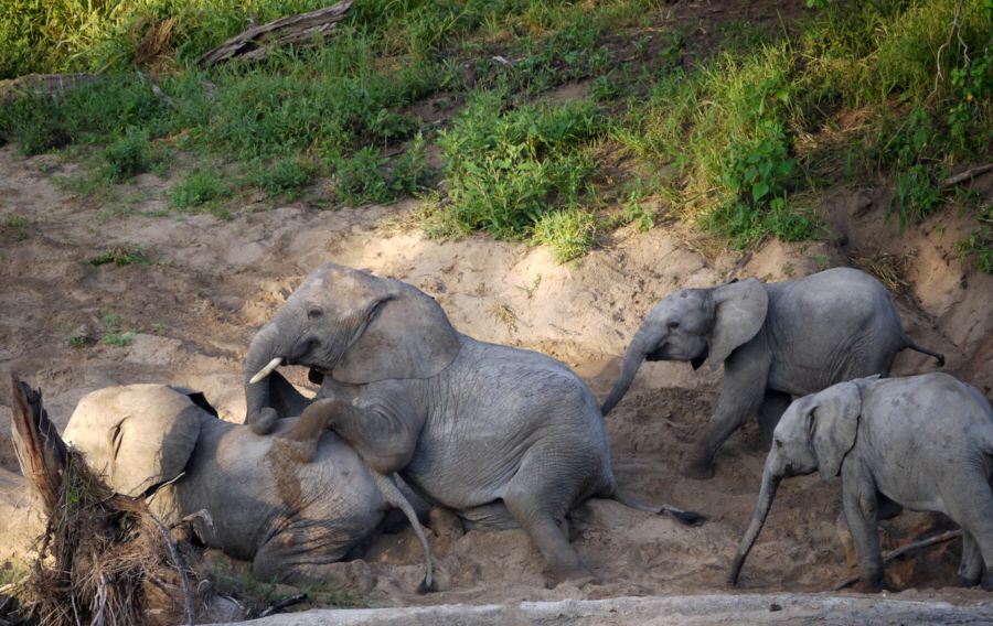 Elefanten  spielen  im Flussbett