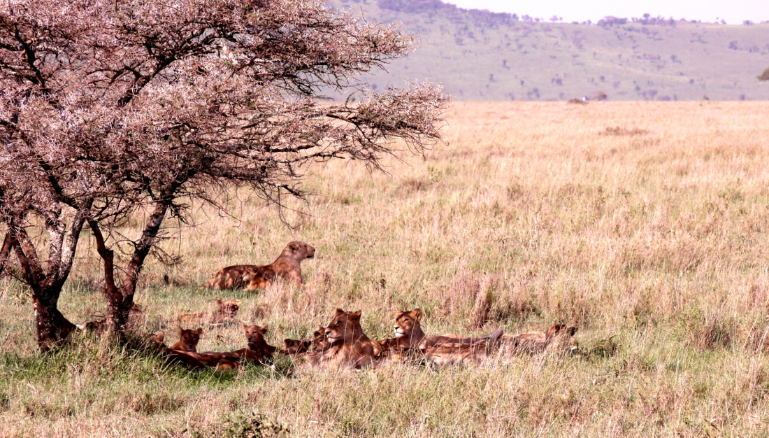 In der Serengeti kann man noch groe Lwenrudel sehen teilweise 30- 40 Tiere. 
