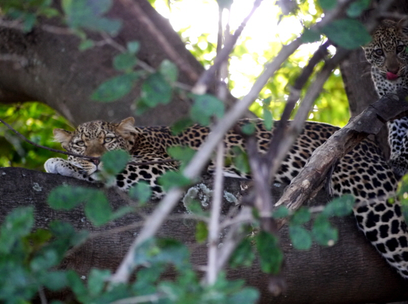 South Luangwa ist bekannt für Leoparden
