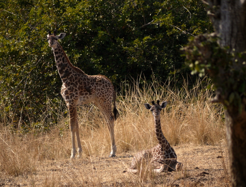 Giraffenkinder 