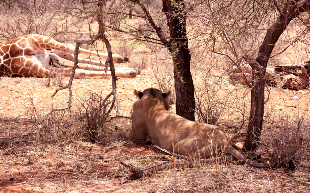 Elephant Watch Camp Samburu