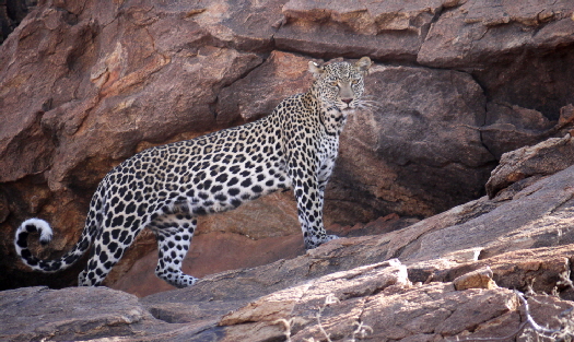 lewa-wilderness-Kenia