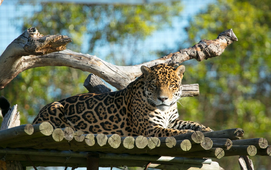 Jaguar in San Alonso 