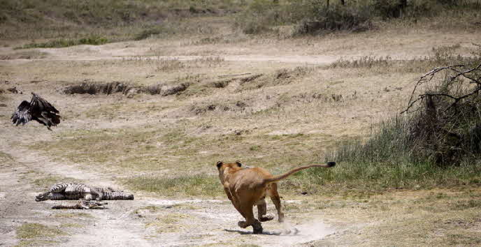 serengeti-ndutu-safari-tansania_0018