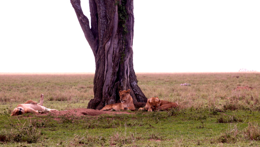 Lwen Serengeti 