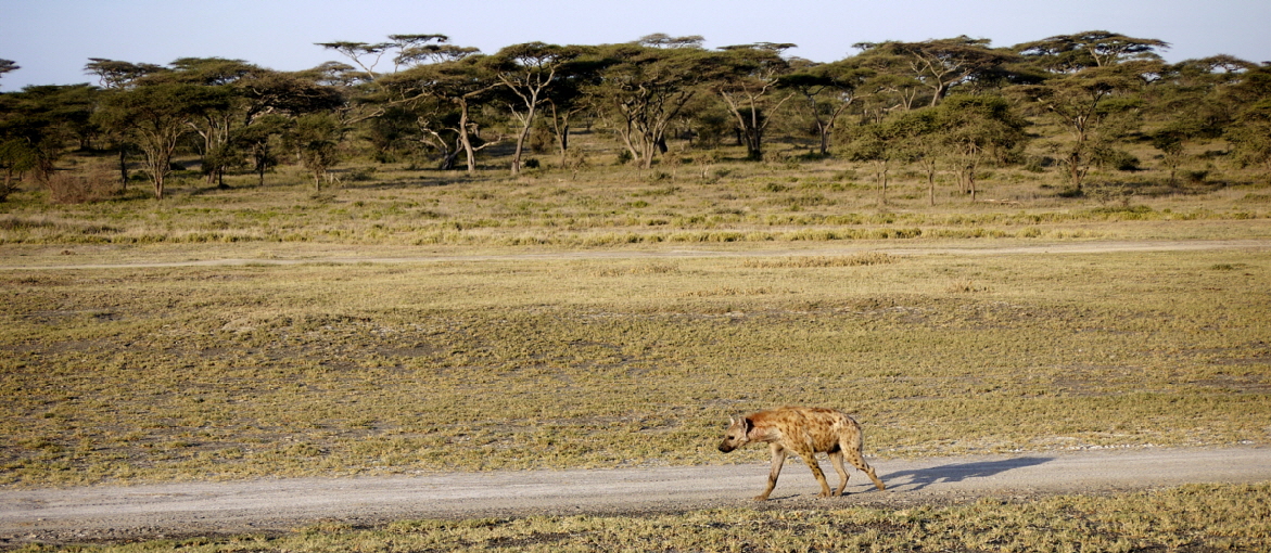 Serengeti Ndutu Gebiet 
