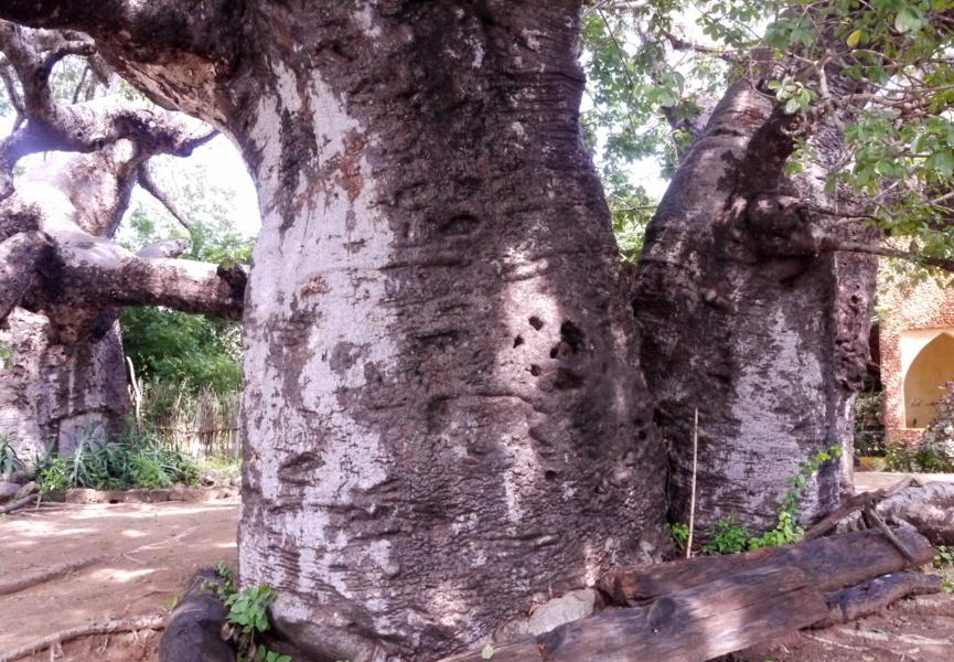 Baobab House 