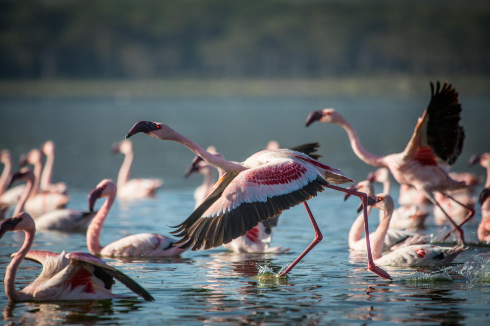 Lake Elmenteita Flamingos