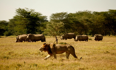 solio-laikipia-kenia-safari