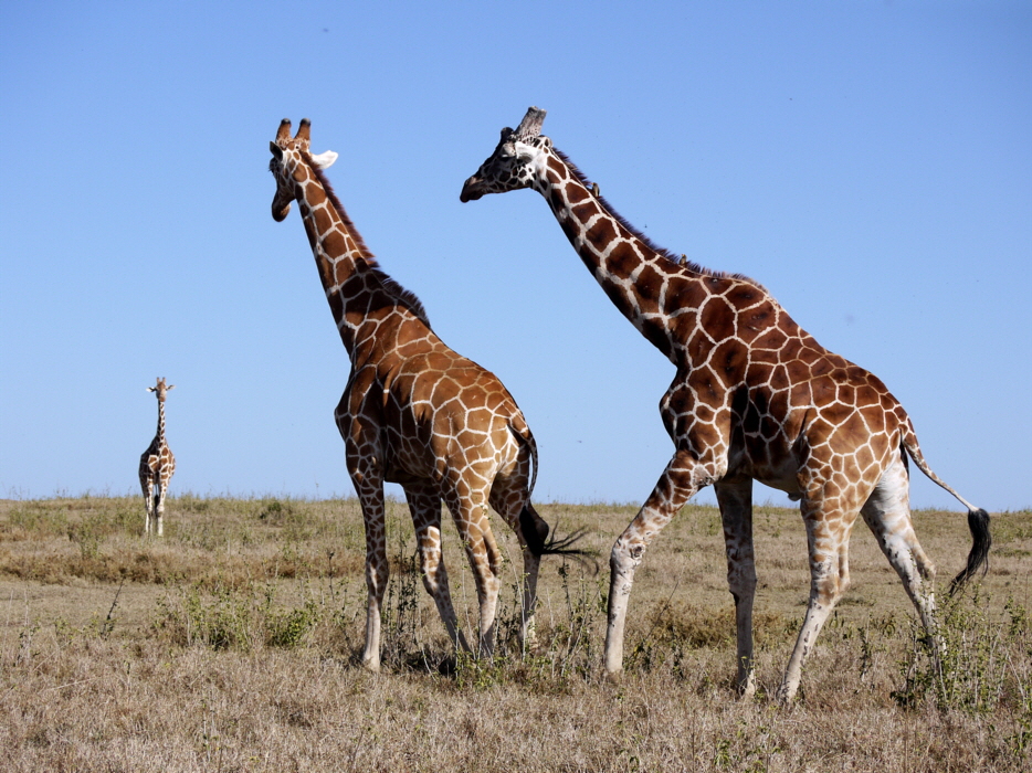 Solio Reserve Hochland Giraffen