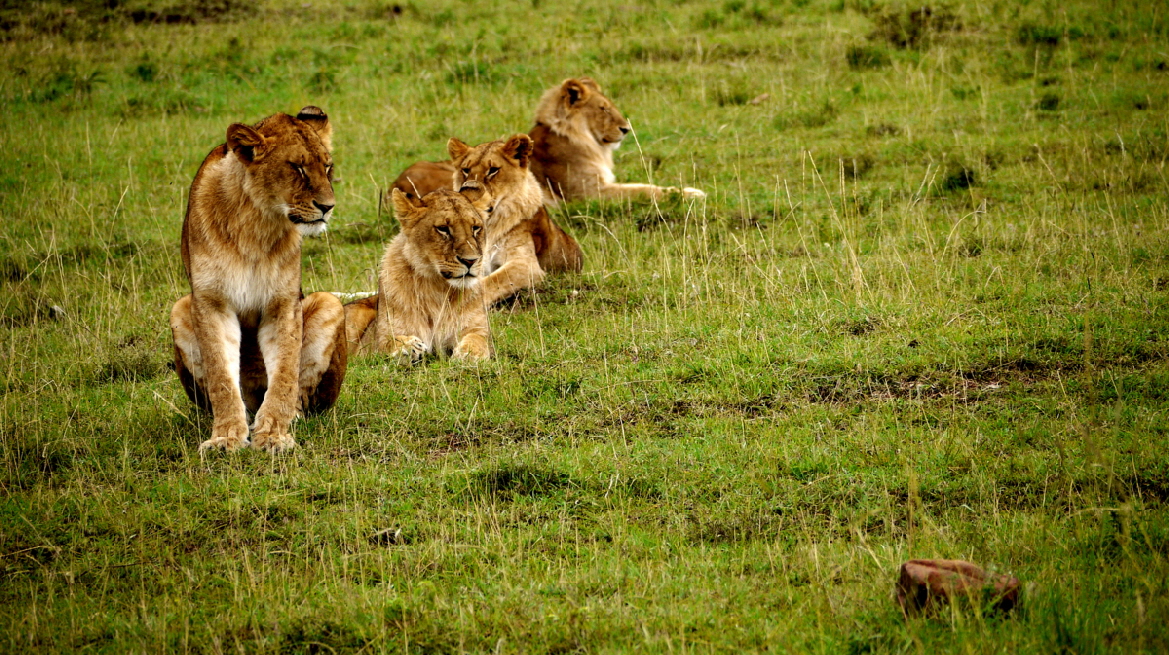 Lwenland Masai Mara 