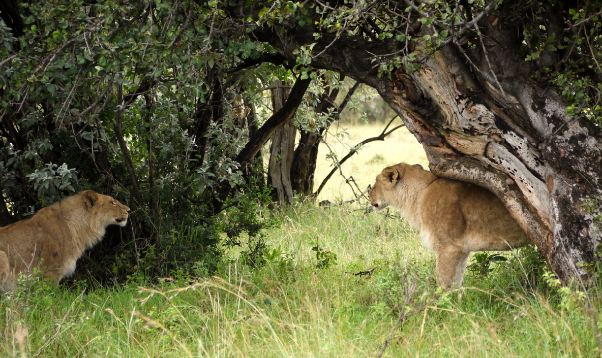 Lwen in der Masai Mara 