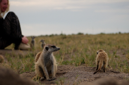 Safari ersm�nnchen botswana