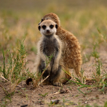 suricata Jacks Camp Erdm�nnchen