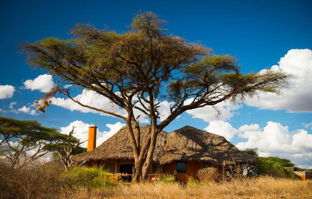 Tawi Amboseli Kenia