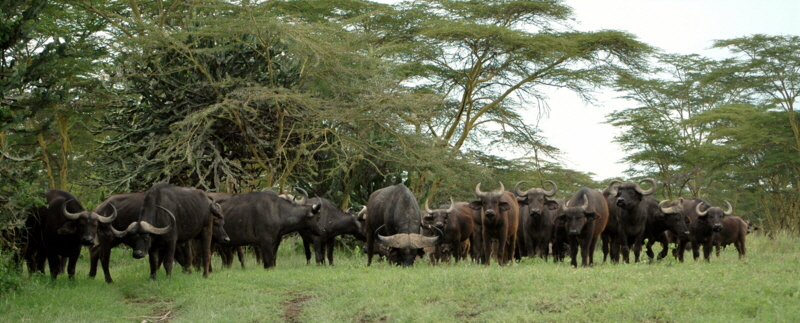 B�ffelherde Lake Nakuru Kenia