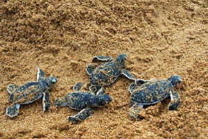 Schildkröten Lamu