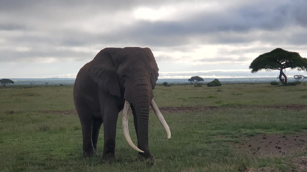 Tusker 