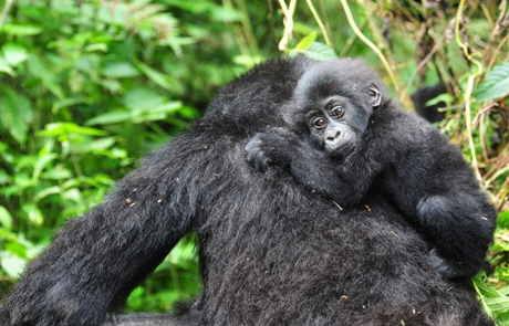 Uganda Gorilla Forest Camp