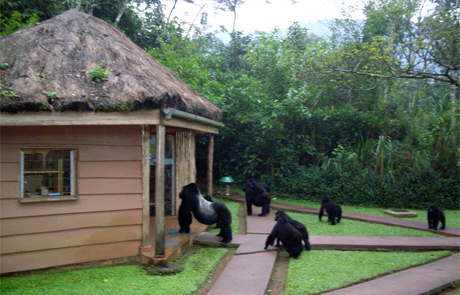 Gorillas im Gorilla Forest camp