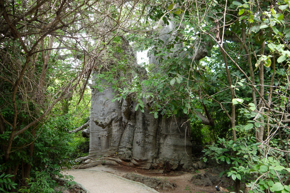 Im Garten der Baobabs