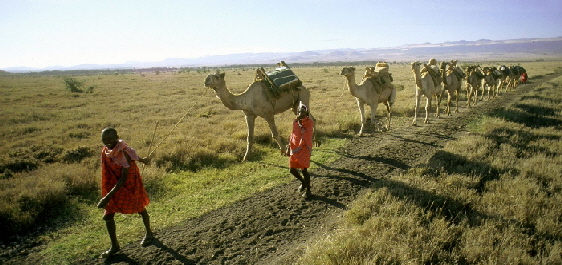 Safari mit Kamelen
