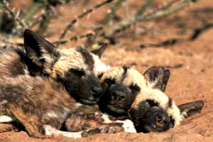 Afrikanische Wildhunde Lamu